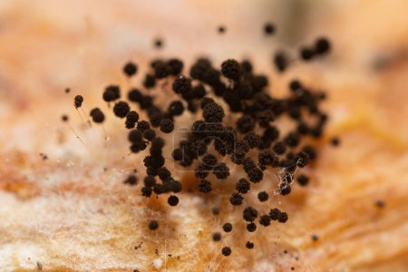 Téléchargez les photos : Colonie de champignons noirs à fort grossissement sur graines de cacao - en image libre de droit