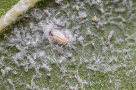 Foto de Mosca blanca (plaga vegetal) con huevos en la parte inferior de las hojas de morera - Imagen libre de derechos
