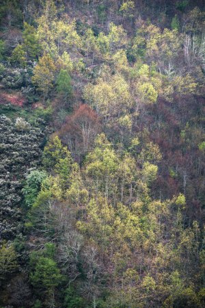 Foto de Copse de álamos y robles en una empinada ladera arbustiva en la Cordillera de Ancares en Cervantes Lugo Galicia - Imagen libre de derechos