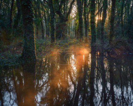 Foto de Beautiful morning fog golden wisps of fog in a flooded native forest in Lugo Galicia - Imagen libre de derechos