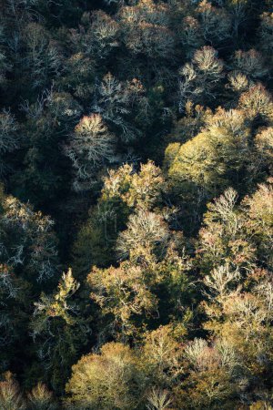 Foto de Top view of a deciduous forest in late autumn in Ancares Mountain Range Cervantes Lugo Galicia - Imagen libre de derechos