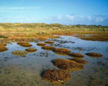 Téléchargez les photos : Plants of the dunes and pools left by the tide on a beach in Arteixo Coruna Galicia - en image libre de droit
