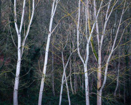 Foto de The white trunks of riverside poplars stand out against the darkness of the surrounding forest near Lugo Galicia - Imagen libre de derechos