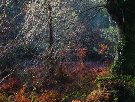 Foto de Las gotas de lluvia brillan en las ramas desnudas de un bosque invernal cerca de Lugo Galicia - Imagen libre de derechos