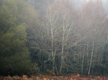 Foto de Niebla matutina en el bosque entre otoño e invierno cerca de Lugo Galicia - Imagen libre de derechos