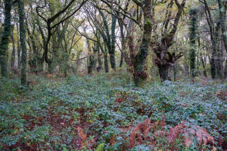 Ein dichter Eichen- und Kastanienwald mit jahrhundertealtem Unterholz in der Nähe von Lugo Galizien