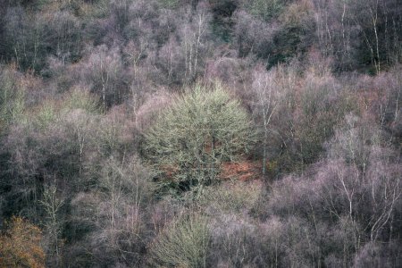 Kaltes winterblaues Grün in den kahlen Wäldern im Januar im Courel Mountais Unesco Geopark in Lugo Galizien