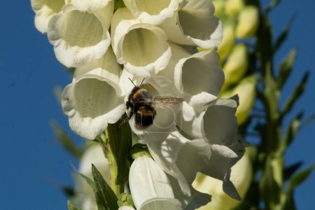 Photo for Bumblebee flying to white foxglove flower, showing process of pollination. Another blurred foxglove plant is in the background. - Royalty Free Image