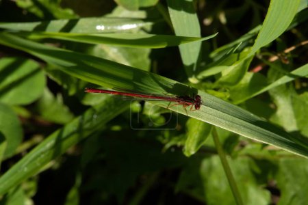 Foto de Xanthocnemis zealandica, or red damsefly, native to New Zealand. It is resting on a blade of grass. - Imagen libre de derechos