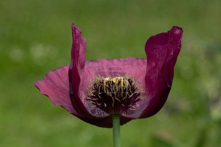 Téléchargez les photos : Open poppy flower showing the parts of a flower, including anthers, stamen, and petals. - en image libre de droit
