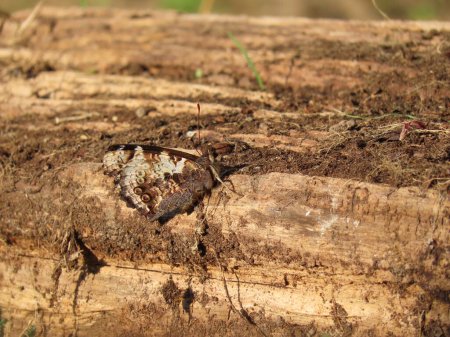 New Zealand red admiral (Vanessa gonerilla) with wings closed, camouflaged against timber log.