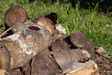 New Zealand red admiral butterfly and yellow admiral butterfly basking on logs outside.