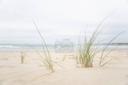 Téléchargez les photos : Carex de sable de Pingao à Waikoutian Beach (île du Sud, Nouvelle-Zélande) avec plage floue et océan en arrière-plan. Ficinia spiralis (pngao, pkao ou carex doré) est une carex côtière endémique de la Nouvelle-Zélande.. - en image libre de droit