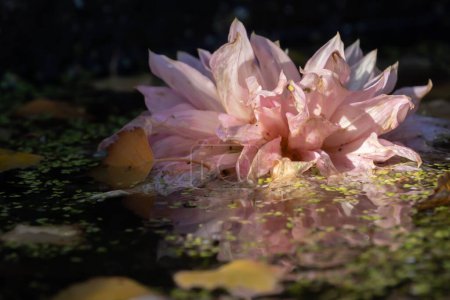 Soft pink dahlia flower floating in still pond water. An ethereal image of a decaying pink dahlia with a clear reflection in still pond water, amongst other debris.