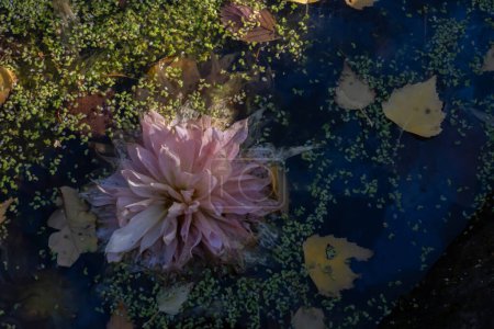Flat lay image of large pink dahlia floating in pond. Dahlia is surrounded by leaves and other debris in this pond.