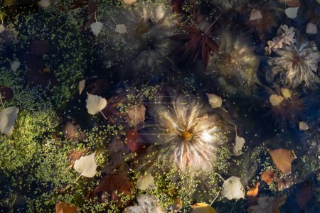 Creamy white dahlia and leaves floating in murky pond. Symbolic of inner strength and perseverance, this moody semi abstract image is a timeless texture.