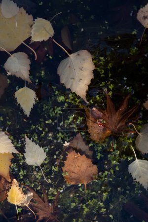 Fondo otoñal con hojas de otoño flotando en aguas tranquilas. Hojas marrones rodeadas de hojas verdes y escombros en estanque.