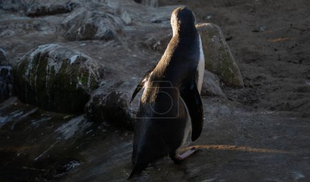Einäugiger Pinguin beim Verlassen des Wassers. In einem eingebauten Gehege für die Rehabilitation.