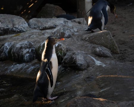 Téléchargez les photos : Pingouin aux yeux jaunes quittant l'eau. Situé dans une enceinte construite pour la réhabilitation. - en image libre de droit
