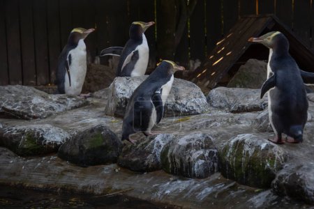 Group of yellow-eyed penguins (hoiho) in rehabilitation. Located in a built enclosure for rehabilitation.