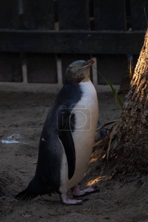 Pingüino de ojos amarillos, o hoiho, caminando en el recinto. Los pingüinos de ojos amarillos (antípodas Megadyptes) son un pingüino raro endémico de Nueva Zelanda..
