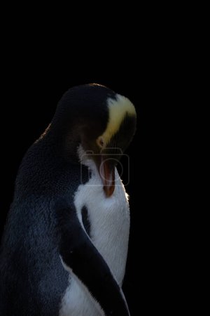 Téléchargez les photos : Pingouin aux yeux jaunes preening avec fond noir. Le manchot à yeux jaunes (Megadyptes antipodes) est un pingouin rare endémique de la Nouvelle-Zélande.. - en image libre de droit