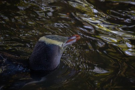 Téléchargez les photos : Gros plan du pingouin aux yeux jaunes nageant. Le manchot à yeux jaunes est une espèce endémique de la Nouvelle-Zélande.. - en image libre de droit