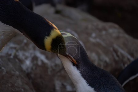Acercamiento de par de pingüinos de ojos amarillos preparándose. Pares de hoiho (pingüinos de ojos amarillos) a veces se acicalan entre sí, tanto para eliminar parásitos como para reforzar su vínculo.