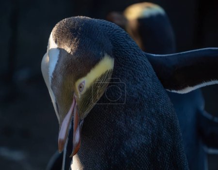 Yellow-eyed penguin preening with blurred penguin in the background. Yellow-eyed penguins (Megadyptes antipodes) are a rare penguin endemic to New Zealand.