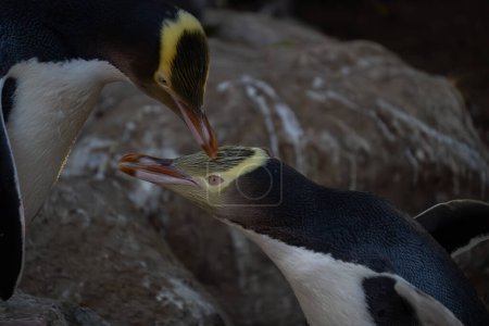 Close up of yellow-eyed penguin pair preening. Pairs of hoiho (yellow-eyed penguins) sometimes preen each other, both to remove parasites and also to reinforce their bond.