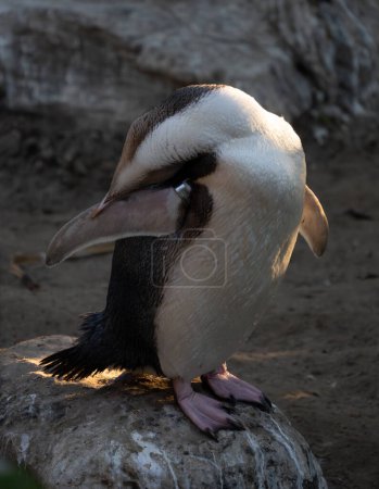 Téléchargez les photos : Tagged Pingouin aux yeux jaunes preening. Le manchot à yeux jaunes (Megadyptes antipodes) est un pingouin rare endémique de la Nouvelle-Zélande.. - en image libre de droit