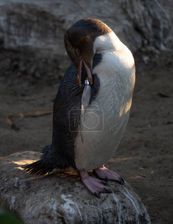 Etiquetado pingüino de ojos amarillos preening. Los pingüinos de ojos amarillos (antípodas Megadyptes) son un pingüino raro endémico de Nueva Zelanda..
