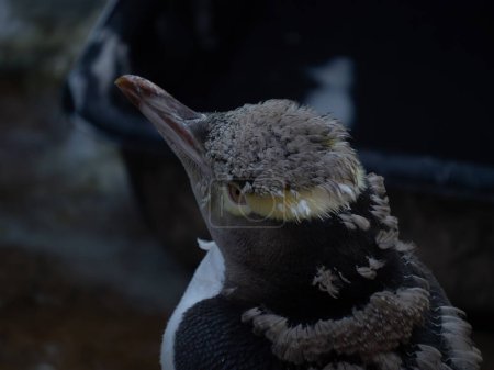 Primer plano de la cabeza de pingüino de ojos amarillos desde atrás durante la muda. Los pingüinos pasan por una muda natural donde reemplazan todas sus plumas, y se limitan a la tierra.