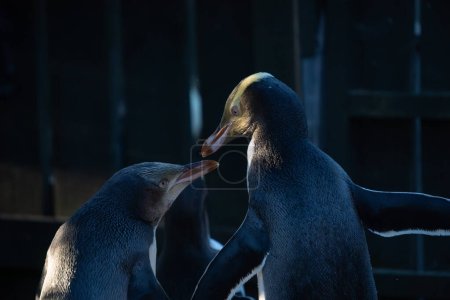 Zwei gelbäugige Pinguine beim Fressen. Pärchen von Hoiho (Gelbaugenpinguinen) preen sich manchmal gegenseitig, sowohl um Parasiten zu beseitigen als auch um ihre Bindung zu stärken..