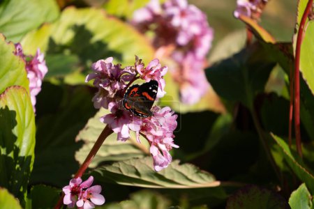 New Zealand red admiral butterfly (Vanessa gonerilla). It is feeding on a cluster of pink bergenia flowers.