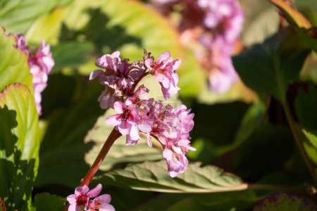 Cluster of pink bergenia flowers. Also known as elephant's ears.