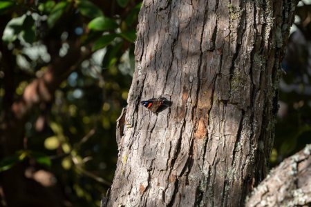 Mittlere Ansicht von Neuseeland Roter Admiral-Schmetterling (Vanessa gonerilla), endemisch in Neuseeland. Der Schmetterling sonnt sich auf einem sonnenbeschienenen Baum zur Thermoregulierung.