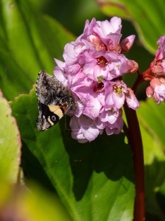 Vertical image of yellow admiral butterfly (Vanessa itea). It is feeding on a cluster of pink bergenia flowers.