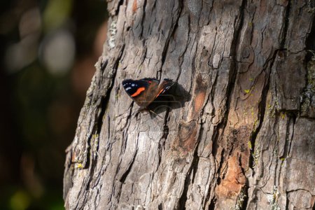 Gros plan du papillon amiral rouge de Nouvelle-Zélande (Vanessa gonerilla), endémique de la Nouvelle-Zélande. Le papillon se prélasse sur un arbre exposé au soleil pour thermoréguler.