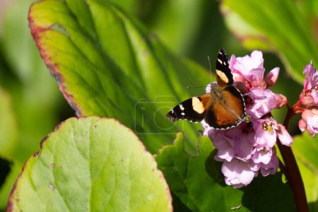 Horizontal image of yellow admiral butterfly (Vanessa itea). It is feeding on a cluster of pink bergenia flowers.