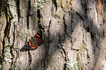 Nahaufnahme des neuseeländischen Roten Admiral-Schmetterlings (Vanessa gonerilla), der in Neuseeland endemisch ist. Der Schmetterling sonnt sich auf einem sonnenbeschienenen Baum zur Thermoregulierung.