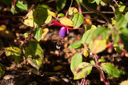 Bumblebee approaching fuchsia flower, framed by foliage.  Bumblebees are an important pollinator for home and commercial gardens. Horizontal format.