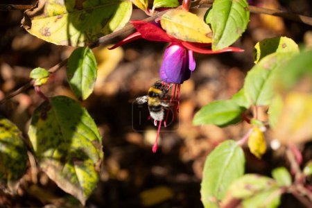 Bumblebee with wings out visiting fuchsia flower, framed by foliage.  Bumblebees are an important pollinator for home and commercial gardens. Horizontal format.