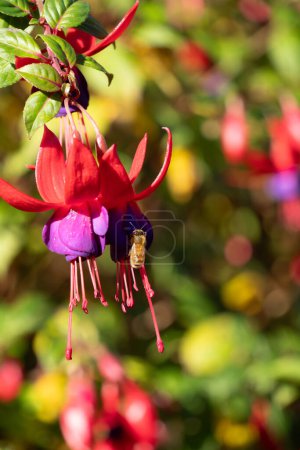 Honey bee visiting a pair of pink and purple fuchsia flowers. Bees are an important pollinator. Vertical composition.