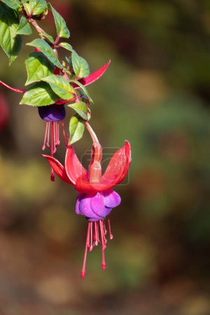 Single fuchsia flower in focus, with second flower in background. Fuchsia are half-hardy perennials and common in ornamental gardens.