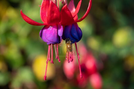Honey bee visiting a pair of pink and purple fuchsia flowers. Bees are an important pollinator. Horizontal composition.