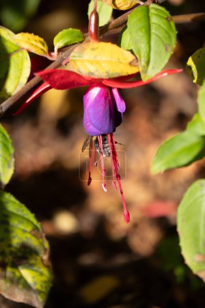 Abejorro que entra en flor fucsia, enmarcado por el follaje. Los abejorros son un importante polinizador para el hogar y los jardines comerciales.