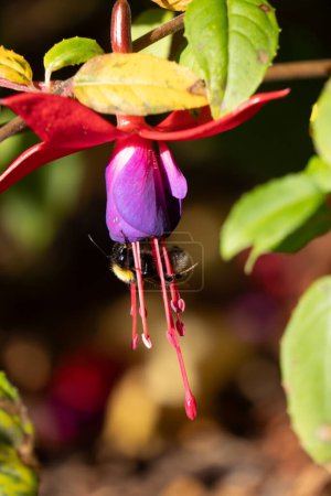 Abejorro balanceándose en estambre al entrar en flor fucsia, enmarcada por el follaje. Los abejorros son un importante polinizador para el hogar y los jardines comerciales.