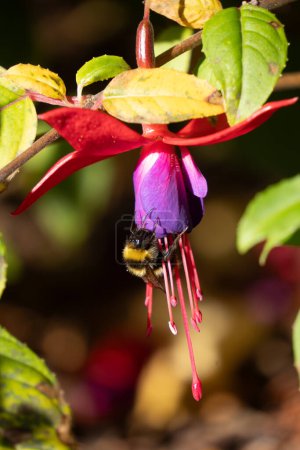 Bumblebee enters fuchsia flower, framed by foliage.  Bumblebees are an important pollinator for home and commercial gardens.