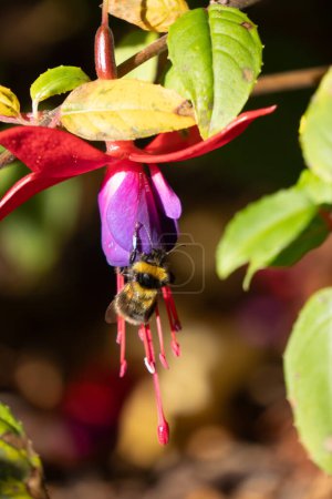Bumblebee on fuchsia flower, framed by foliage.  Bumblebees are an important pollinator for home and commercial gardens.